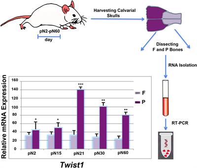 Twist1-Haploinsufficiency Selectively Enhances the Osteoskeletal Capacity of Mesoderm-Derived Parietal Bone Through Downregulation of Fgf23